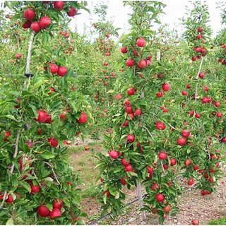 20 hạt giống Táo lùn đỏ quả ngọt