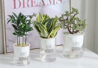 Chậu tự hút nước Good morning