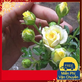 Hạt Giống Hoa Hồng Tỉ Muội