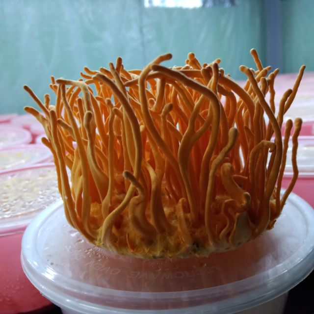 Đông trùng hạ thảo tươi mua 3 tặng 1