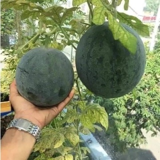 1G HẠT DƯA HẤU SUGARBABY