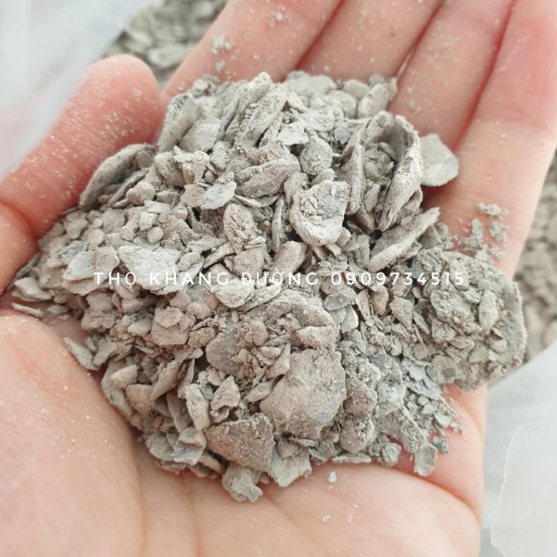 Mẫu lệ nung - vỏ hàu, đã xay nhỏ và xử lý mùi