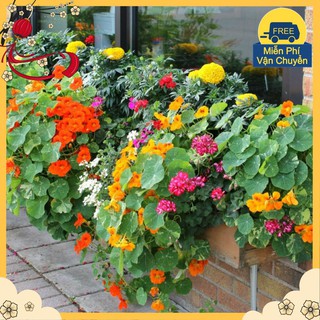 Hạt Giống Hoa Sen Cạn