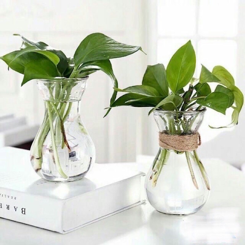 Lọ/ Bình thủy tinh thắt eo cắm hoa, cây thuỷ sinh cực xinh
