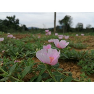 3 cành sam đơn hồng loang