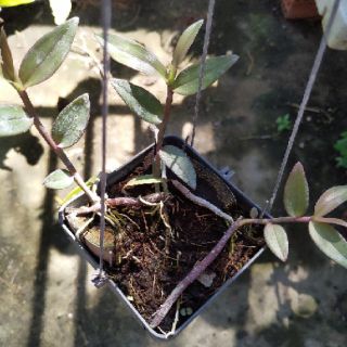Hoa lan Giã hạc Pháp ki năm 2 ( chậu 2-3 thân )