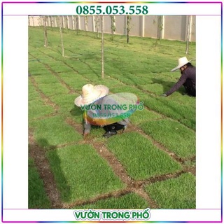 Hạt Giống Thảm Cỏ Bermuda (cỏ gà) gói 1kg - Cỏ Sân Bóng,Sân gol, Cảnh Quan