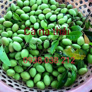 CÂY GIỐNG CÀ NA THÁI
