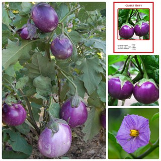 Hạt Giống Cà Pháo Tím - 2 gram - HGT