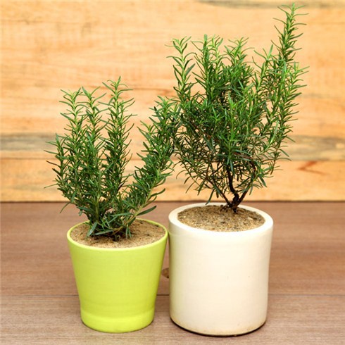 Caykiengsadec - Cây hương thảo - rosemary - cây gia vị với hương thơm dịu nhẹ, vừa đuổi muỗi lại giúp thư giãn