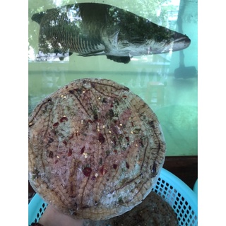 500g bánh tráng tôm tích