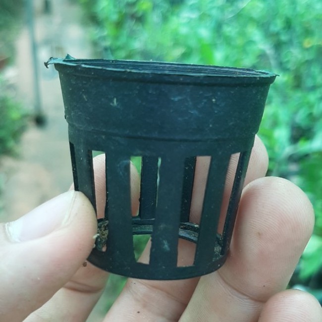 Cây lan giống Lan Phi điệp giao hàng như hình tặng kèm chậu, mua 10 cây tặng 1 cây