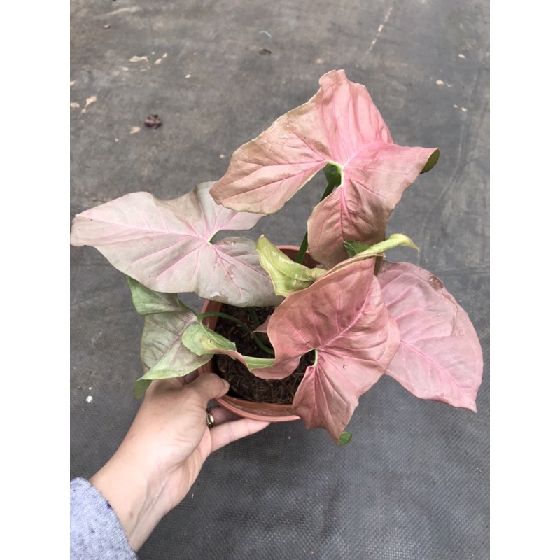 Chậu cứng Combo sắc hồng tím cực xinh