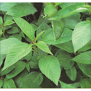 GÓI 5GR HẠT GIỐNG RAU ĐAY XANH CAO SẢN