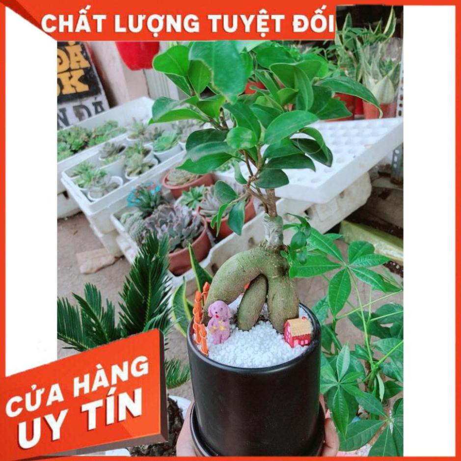 Chậu cây si bonsai Nhiều Người Mua