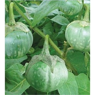 Hạt giống Cà bát ta da ếch - 1 gói 0,5gram - STHG2