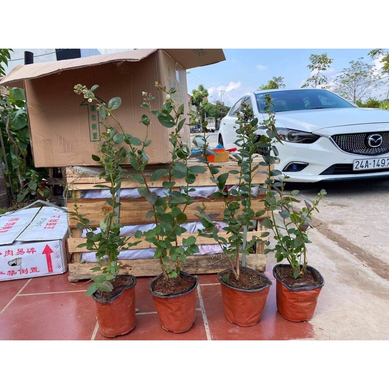 Việt quất tứ quý đang sẵn trái
