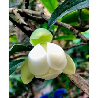 cây hải đường trắng nhỏ