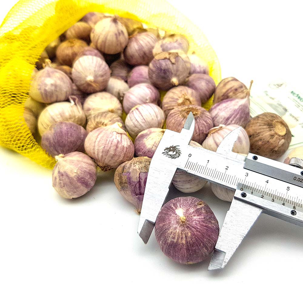 1kg tỏi cô đơn loại đại. Tặng 1 hộp tỏi đen cao cấp khi mua 5kg | BigBuy360 - bigbuy360.vn