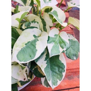 Chậu cây trầu bà Ngọc thủy