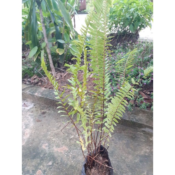 1 cây dương xỉ