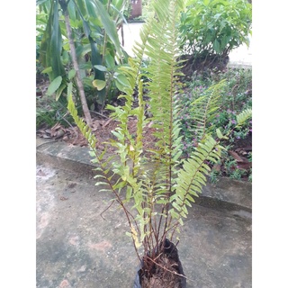 1 cây dương xỉ