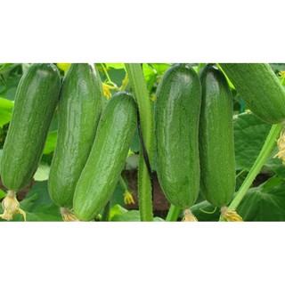 BỘ 03 GÓI HẠT GIỐNG DƯA LEO