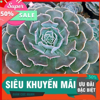 Sen bắp cải tím trung