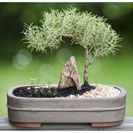 Chậu Cây Hương Thảo( Rosemary ), Chậu 3 Đến 4 Cây Như Hình Cao 25cm đến 30cm| Hoàng Trâm Green globe