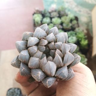 Haworthia Cooperi