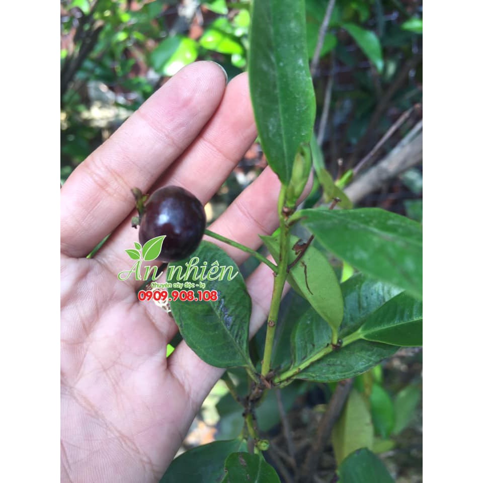 Cây cherry brazil cao m6
