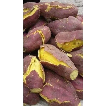 1Kg Khoai lang giống mới bở và ngon - hàng tươi mỗi ngày