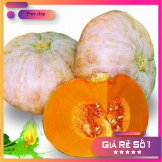 Hạt giống bí đỏ (10 hạt)