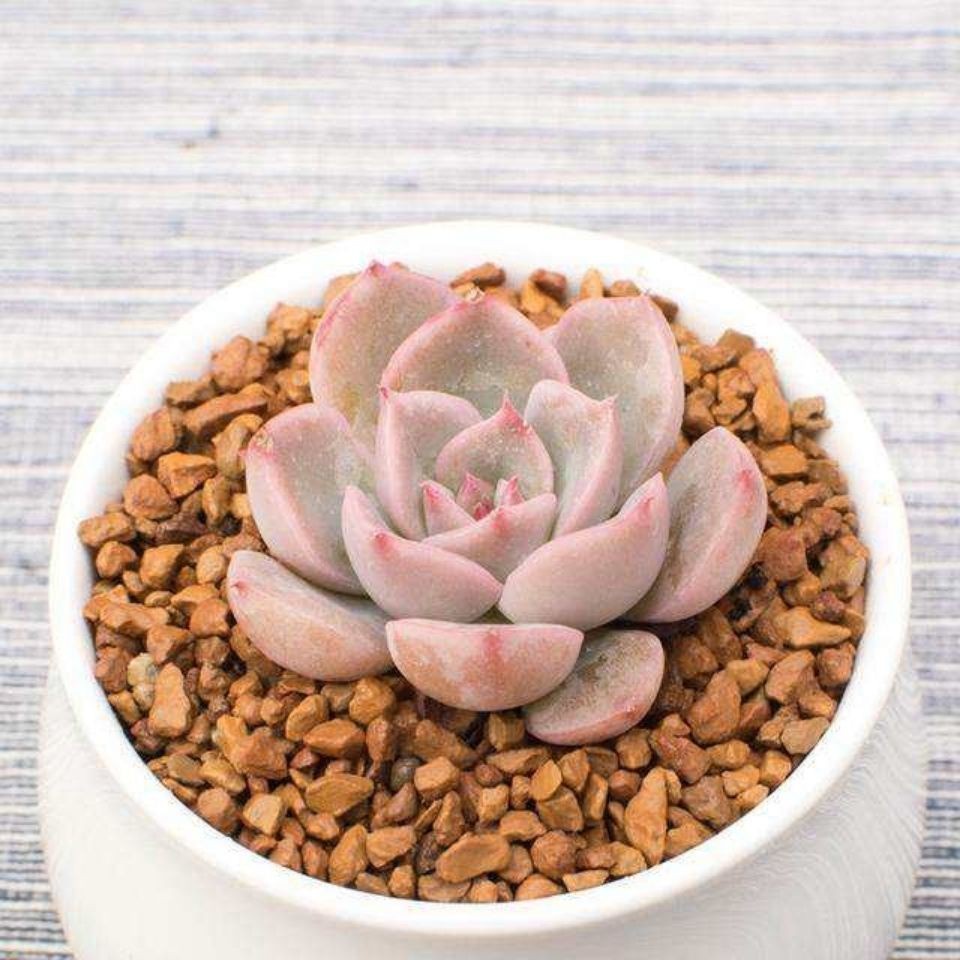 Hạt giống sen đá kim cương Tỷ lệ nảy mầm lên đến 98% 30h