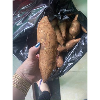 KHOAI SÂM ĐẤT NGON TUYỆT CÚ MÈO