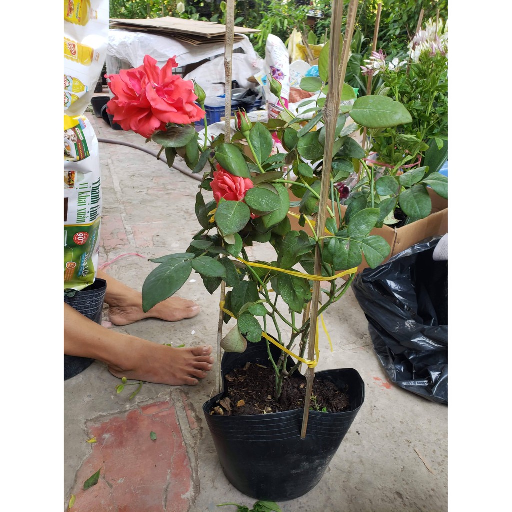 Hoa Hồng Cổ Tàu