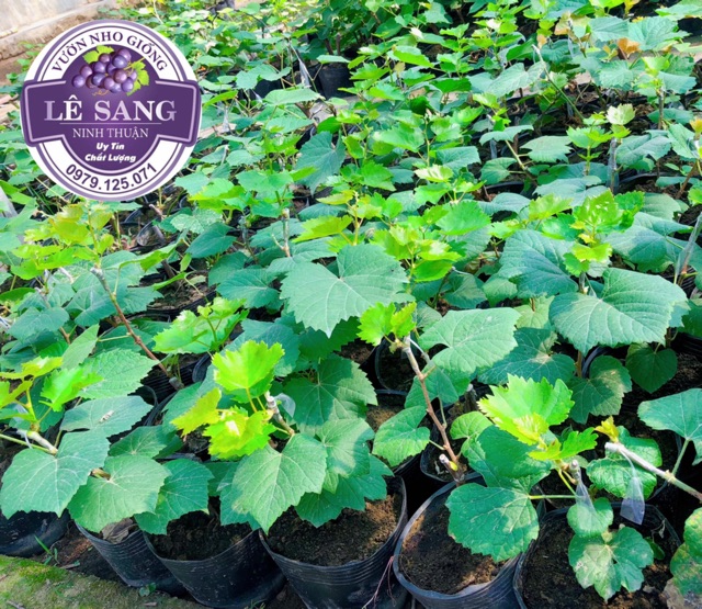 Cây Nho Giống Xanh Trái Dài.