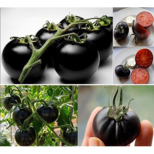 Hạt Giống Cà Chua Bi Đen Giàu Dinh Dưỡng Ăn Ngon Gói 20H