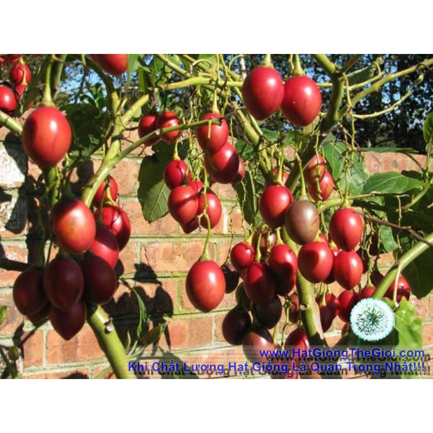 10h Hạt Giống Cà Chua Thân Gỗ Tamarillo Đỏ (A3.103| C3*W45)