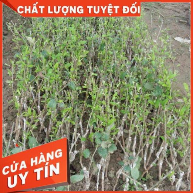 Cây Táo Xanh Việt Nam Táo Ngọt - Táo Chua ( táo thái, táo đài loan, táo T5, táo đào vàng)