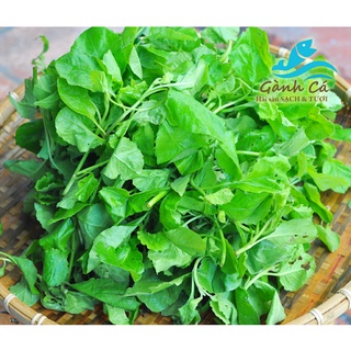 HẠT CÂY RAU CẢI TRỜI - gói 100 hạt