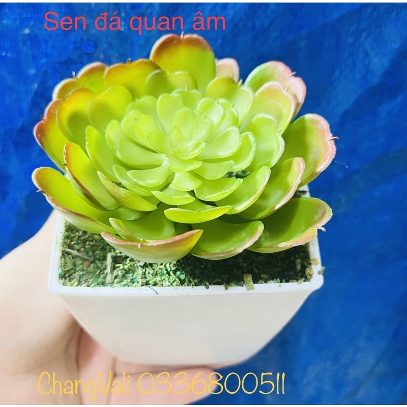 Chậu cây giả để bàn-Chậu sen đá ,Xương rồng -nhiều mẫu,trang trí decor siêu xinh