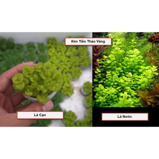 Cây Thủy Sinh: Kim Tiền Thảo