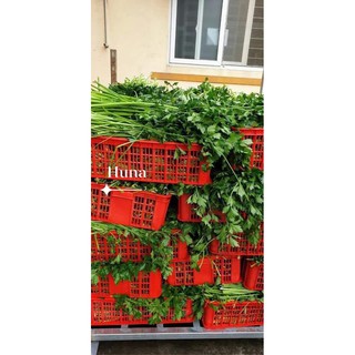 Bột cần tây sấy lạnh