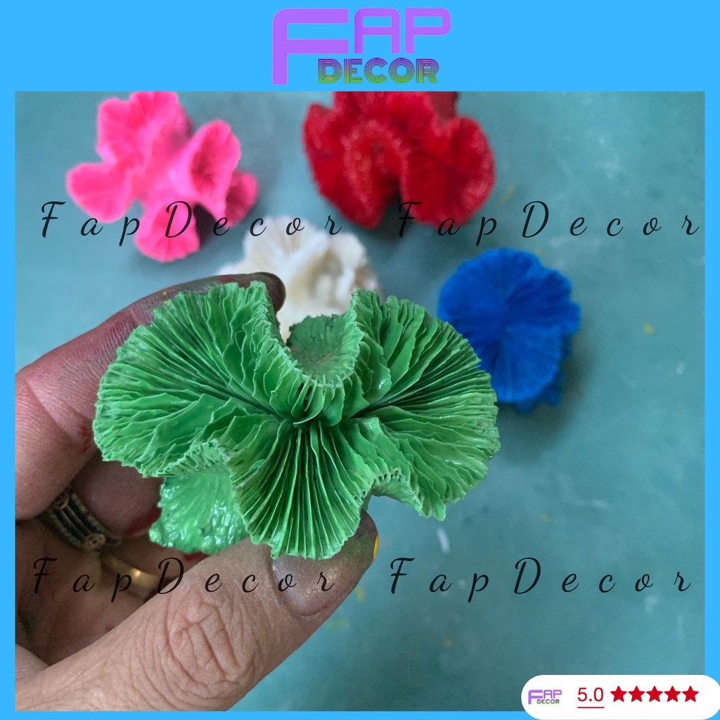 SAN HÔ HẢI QUỲ PHONG THỦY PHỐI MÀU SIÊU ĐẸP, TRANG TRÍ BỂ CÁ. NHÀ CỬA - FAPDECOR