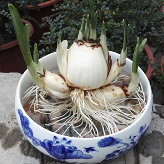 Dung Dịch Thủy Canh