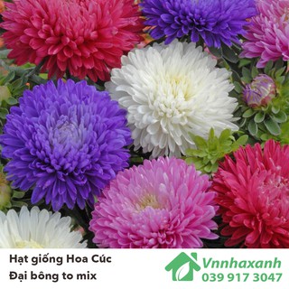 Hạt Giống Hoa Cúc Đại Đóa Bông To - Mix Nhiều Màu
