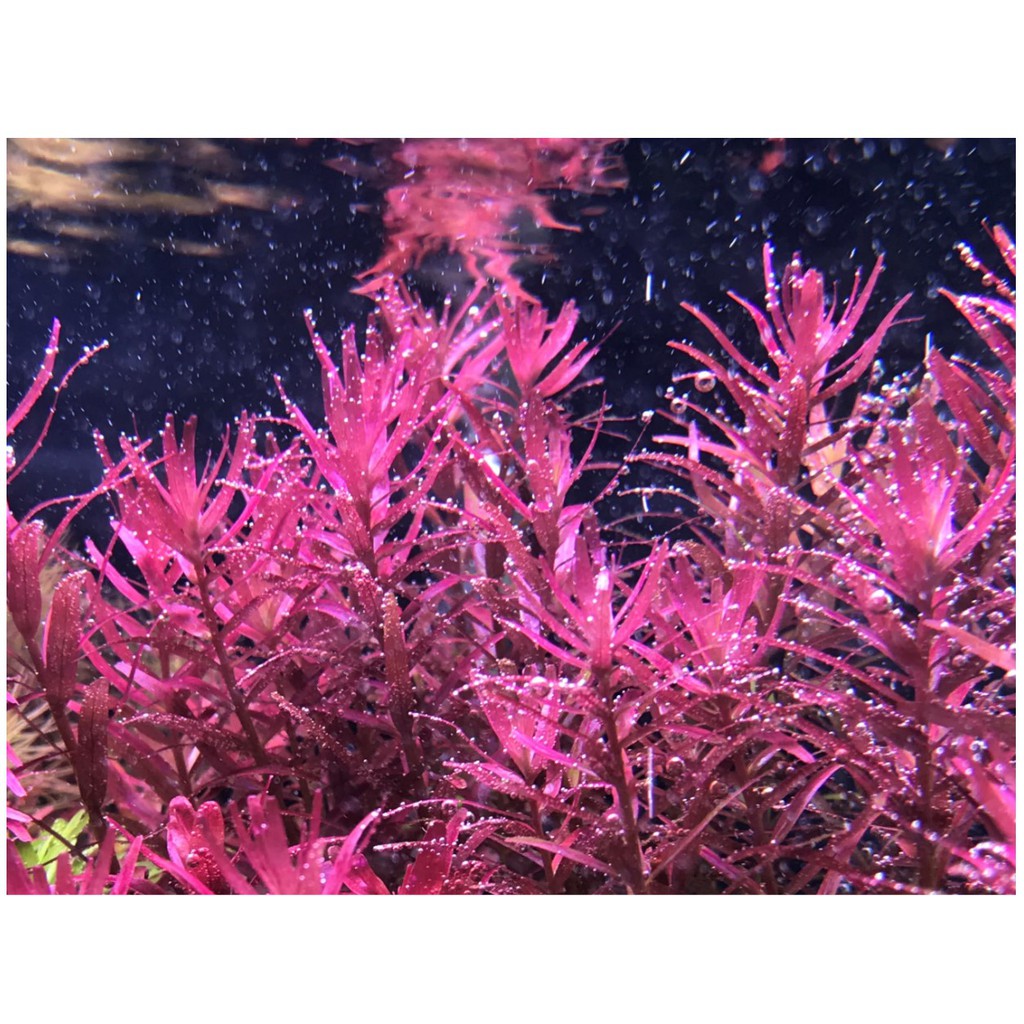 Cây thủy sinh vẩy ốc siêu đỏ ( lá cạn)