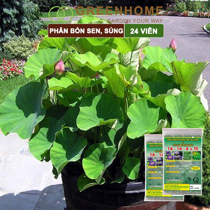 Phân bón hoa sen Greenhome, vỉ 24 viên, cây thuỷ sinh, ngập nước, cho hoa to, hoa đậm màu, lâu tàn, tốt lá