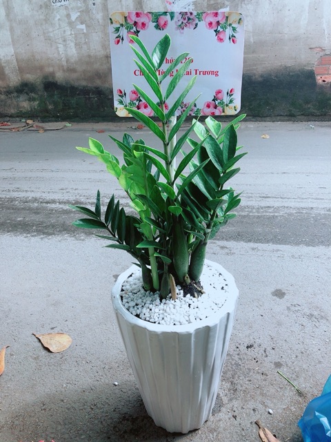 Chậu Cây Kim Phát Tài  Kèm Bảng Khai Trương